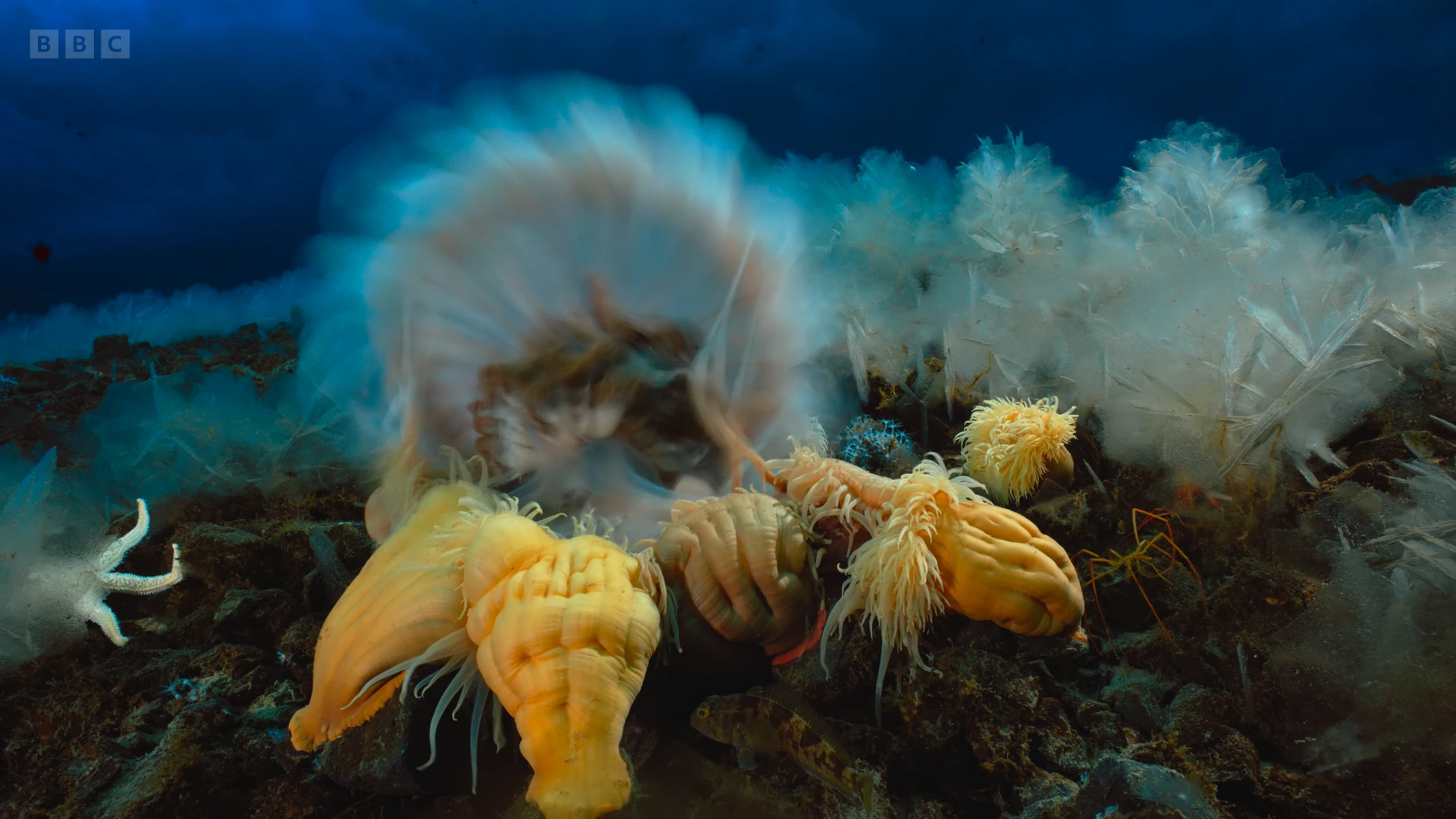 Sea anemone (Urticinopsis antarctica) as shown in Seven Worlds, One Planet - Antarctica